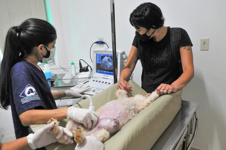 Mais de 18 mil atendimentos em abril no Hospital Veterinário (Hvep)