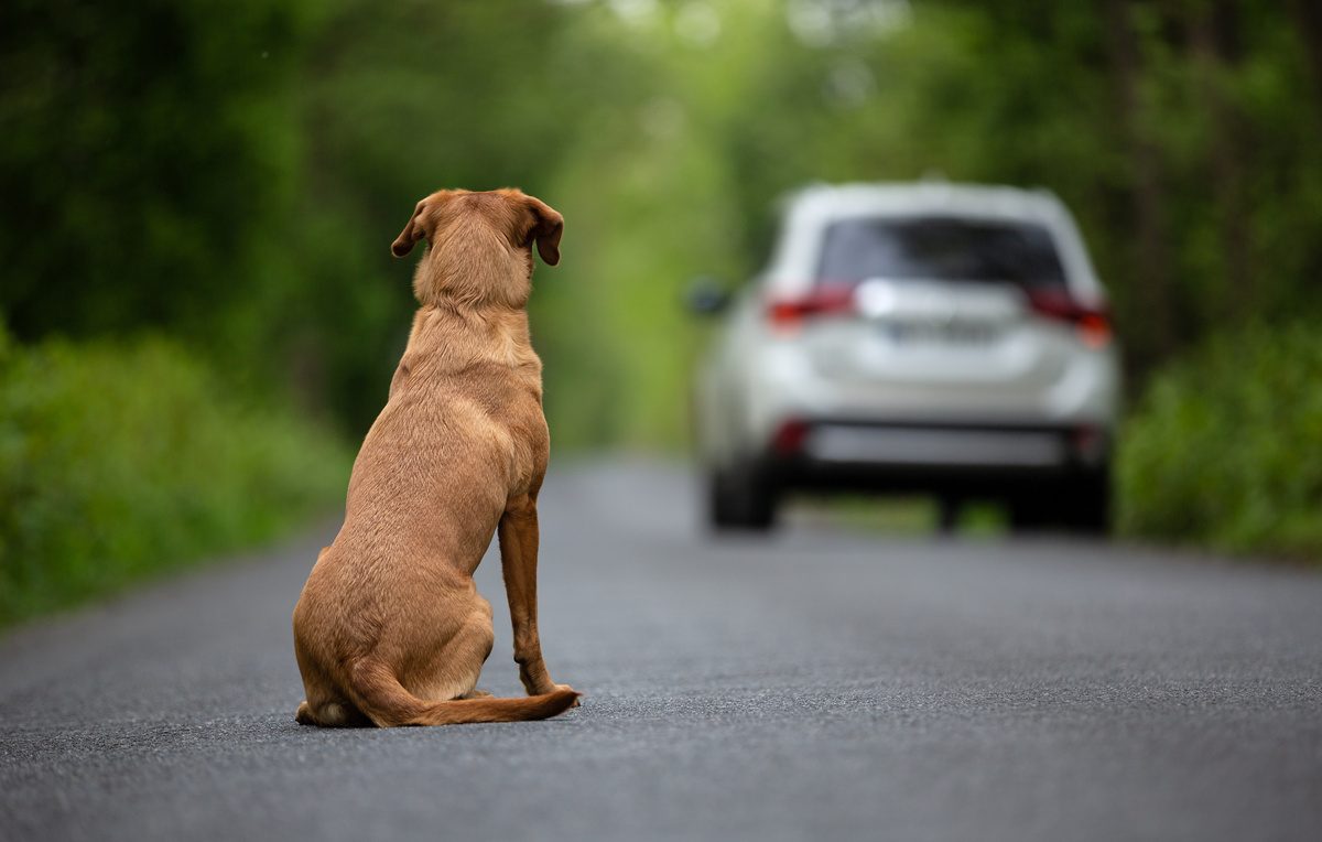 Período de férias é marcado pelo abandono de animais de estimação em ruas e rodovias