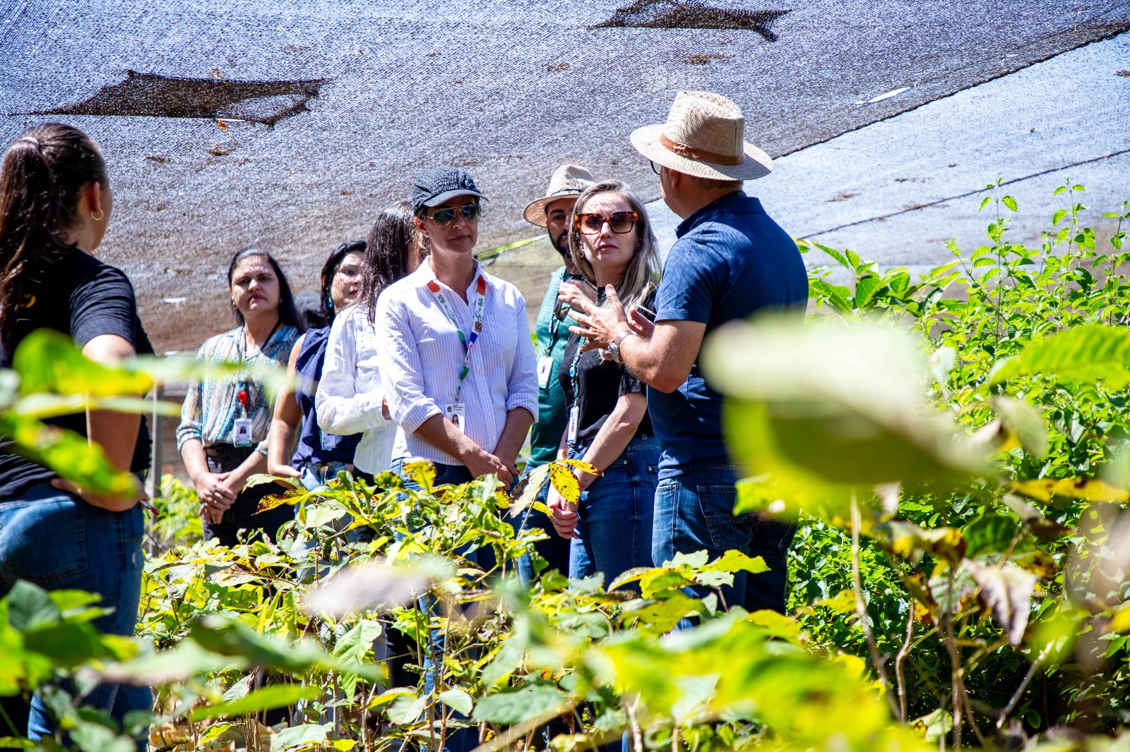 Cultivo na fazenda da Papuda viabiliza produção de mais de 50 mil fitoterápicos Cultivo na fazenda da Papuda viabiliza produção de mais de 50 mil fitoterápicos