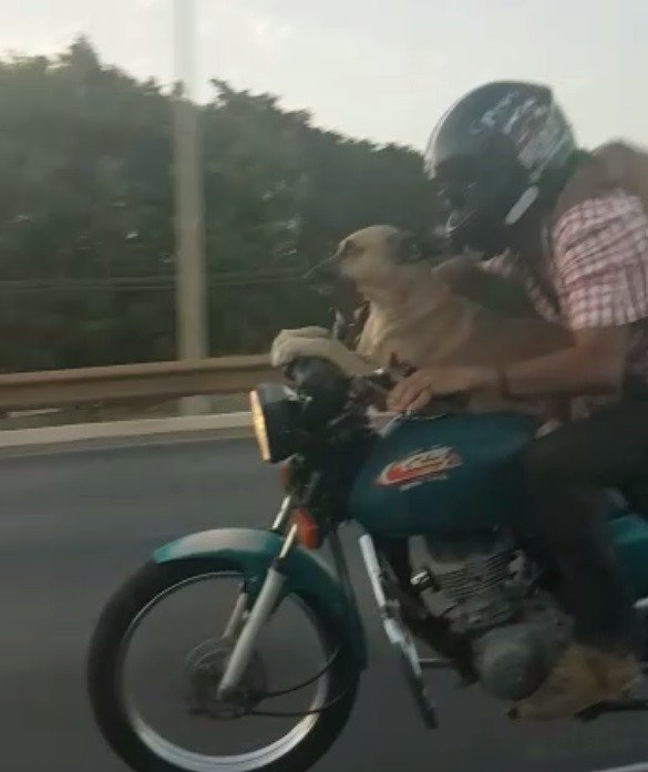 Cachorro anda de moto em via do Distrito Federal e viraliza na internet com vídeo impressionante Cachorro anda de moto em via do Distrito Federal e viraliza na internet com vídeo impressionante