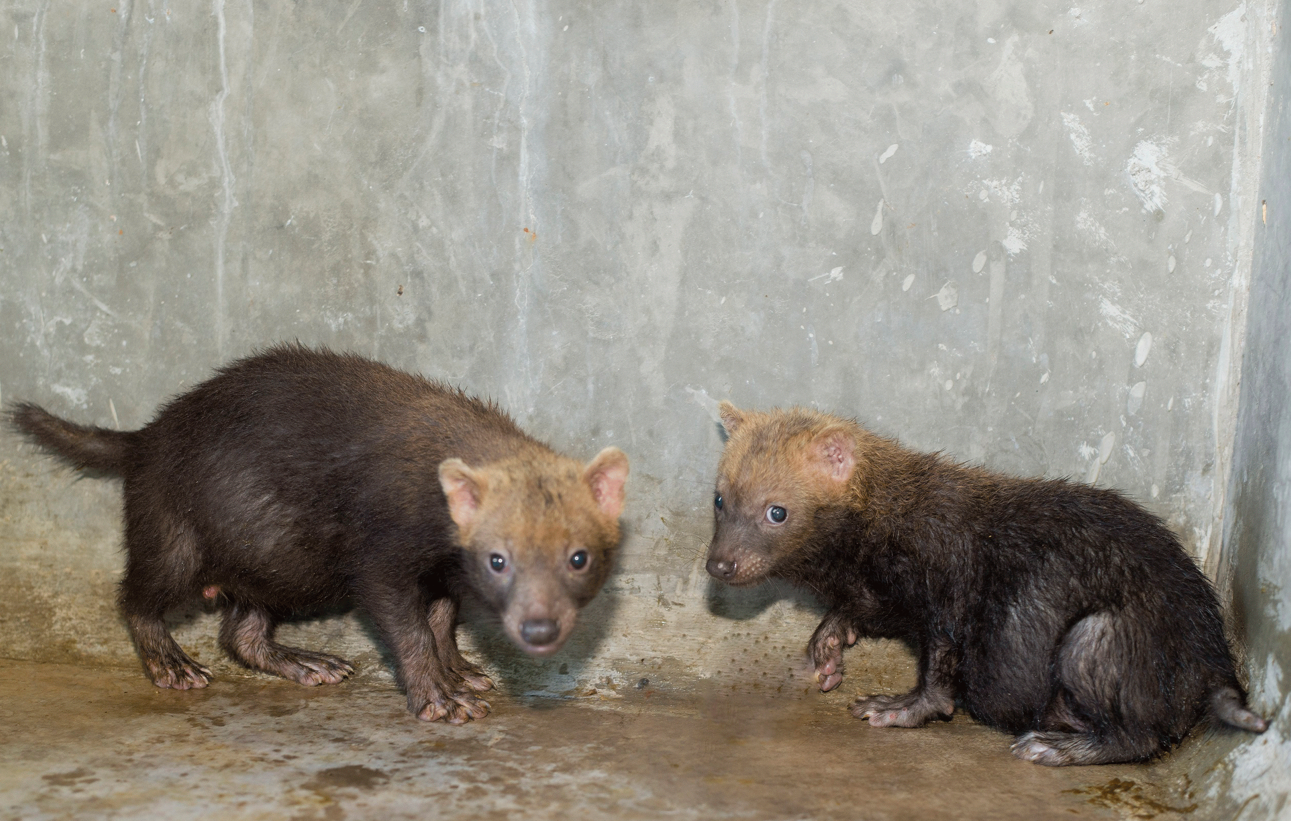 Espécies Raras Chegam ao Zoo de Brasília em Busca de Proteção Espécies Raras Chegam ao Zoo de Brasília em Busca de Proteção