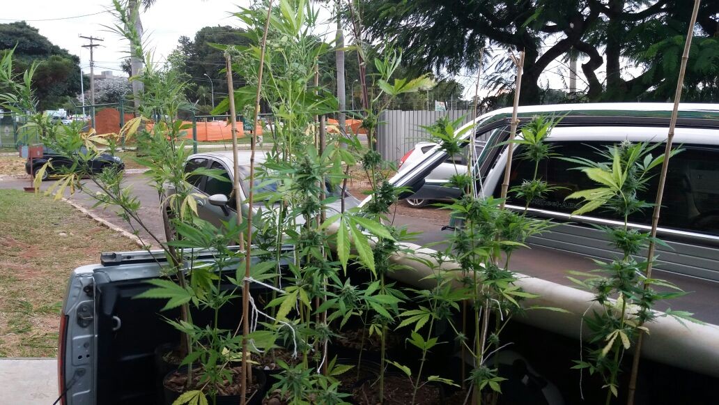 Operação da Polícia Civil descobre cultivo ilegal de maconha dentro da UnB Operação da Polícia Civil descobre cultivo ilegal de maconha dentro da UnB