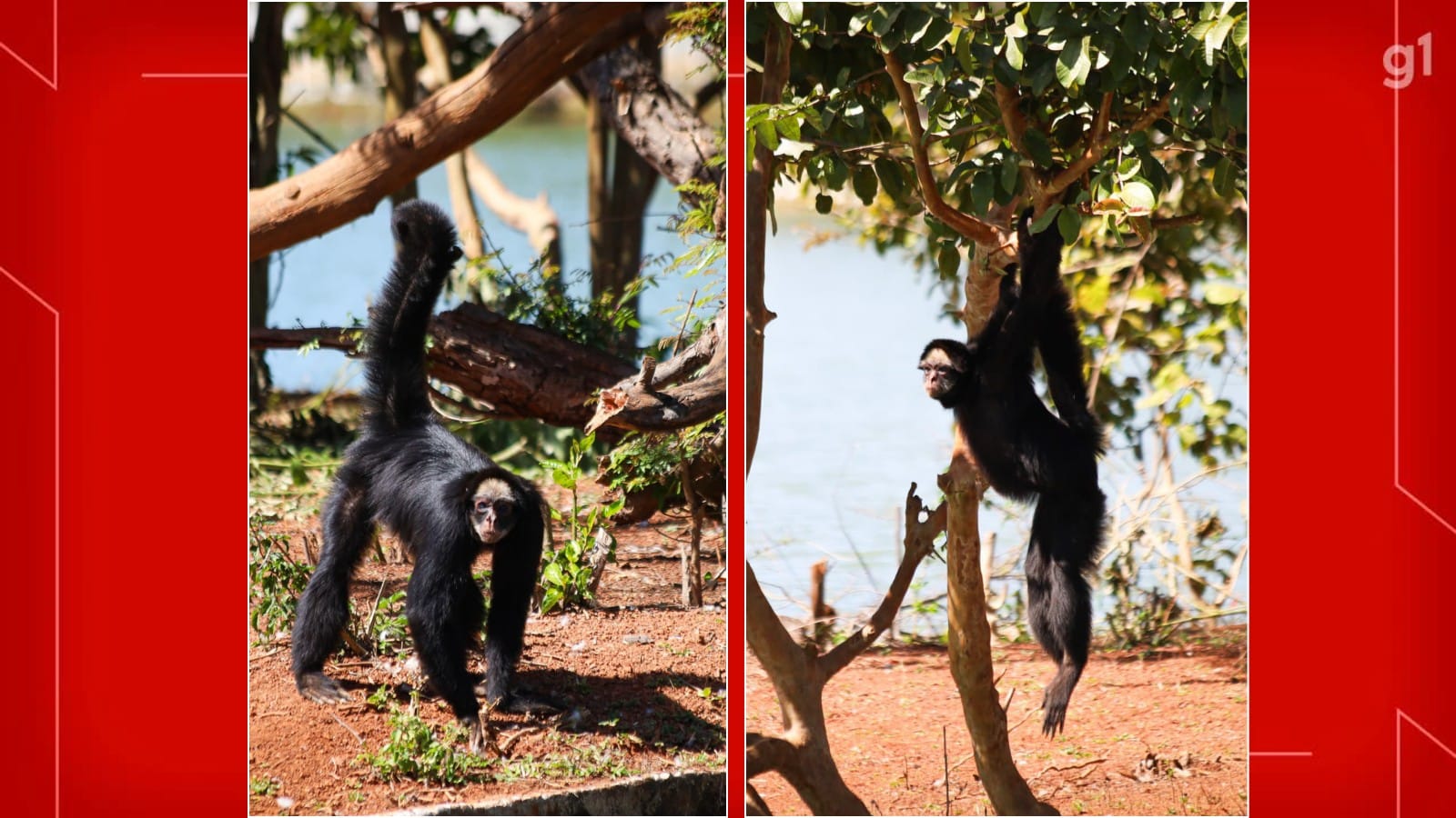 Kika e Chicão: macacos-aranha do Zoo de Brasília formam casal e podem ajudar a conservar espécie Kika e Chicão: macacos-aranha do Zoo de Brasília formam casal e podem ajudar a conservar espécie
