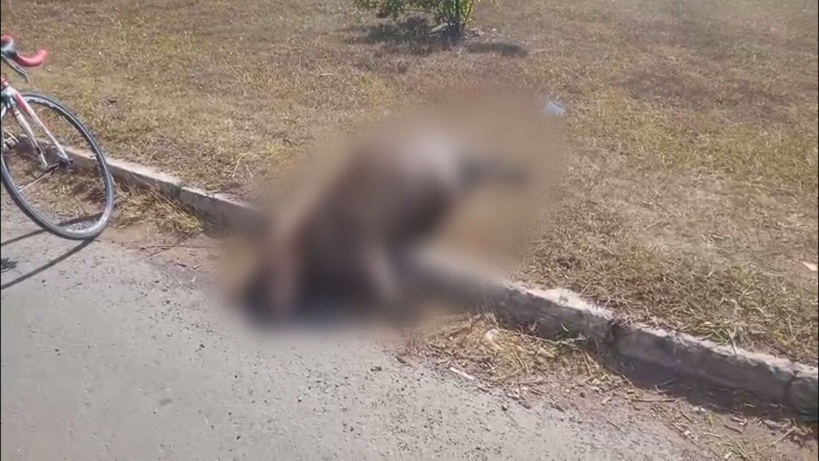Uma capivara foi encontrada morta em Samambaia, e é possível assistir ao vídeo do ocorrido. Uma capivara foi encontrada morta em Samambaia, e é possível assistir ao vídeo do ocorrido.
