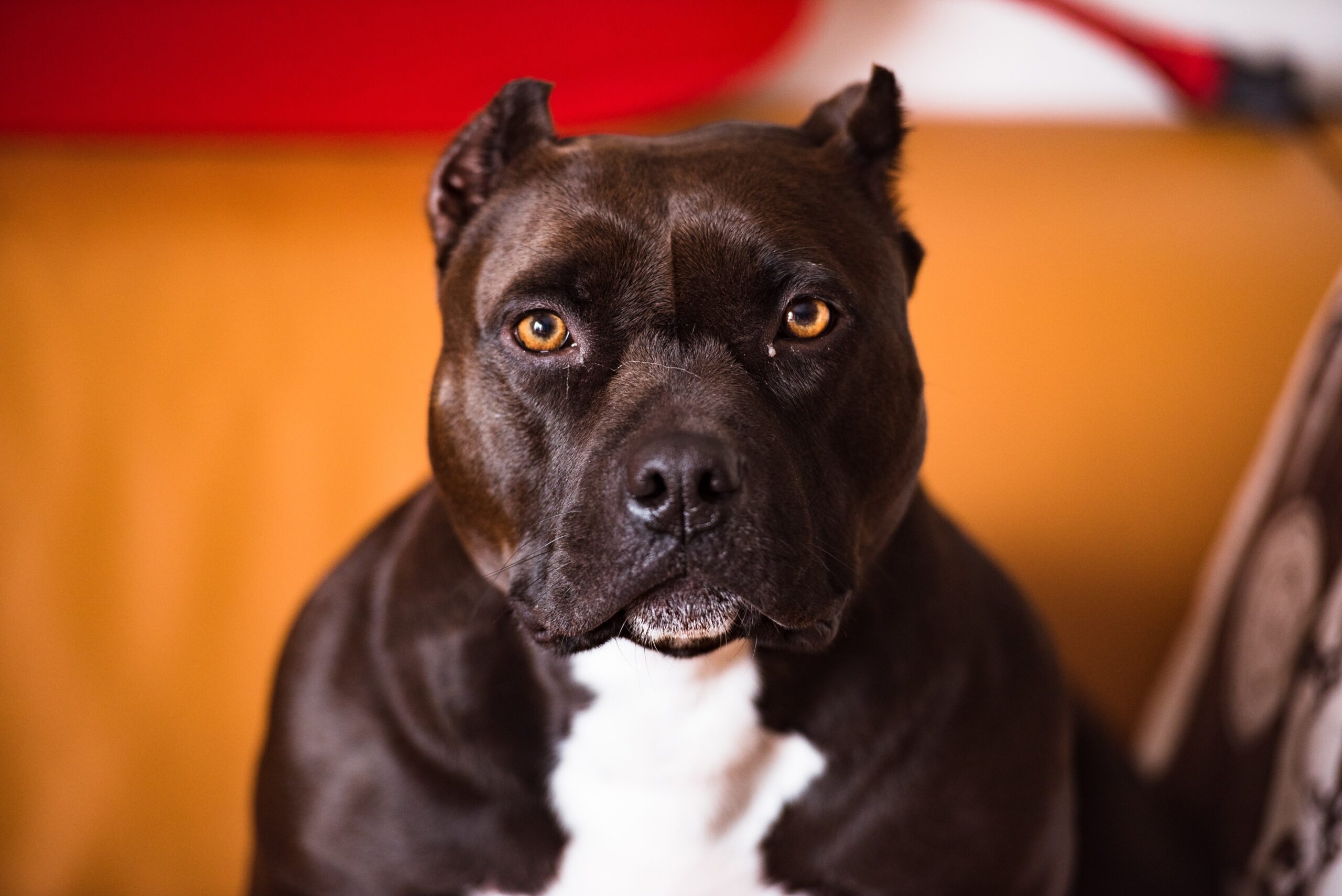 Justiça manda homem buscar pitbull que ficou na casa da ex-mulher após divórcio no DF