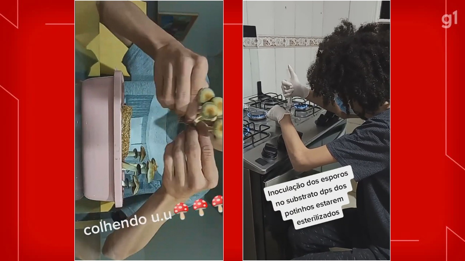 Preso no DF por vender ‘cogumelos mágicos’ postava produção do alucinógeno em rede social Preso no DF por vender ‘cogumelos mágicos’ postava produção do alucinógeno em rede social