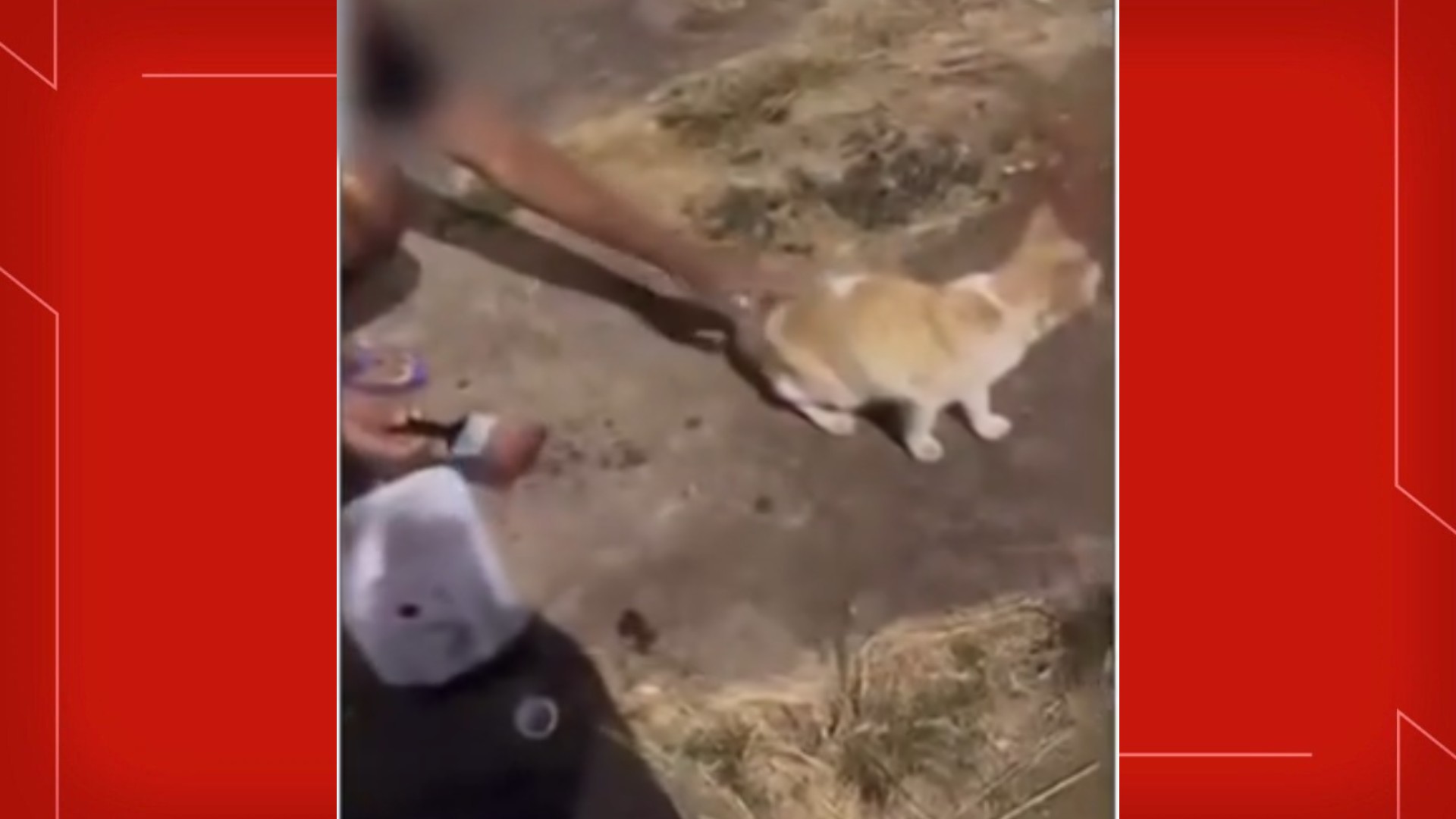 Homens passam ‘pretinho de pneu’ nas partes íntimas de gato de rua no DF e postam nas redes sociais. Homens passam ‘pretinho de pneu’ nas partes íntimas de gato de rua no DF e postam nas redes sociais.