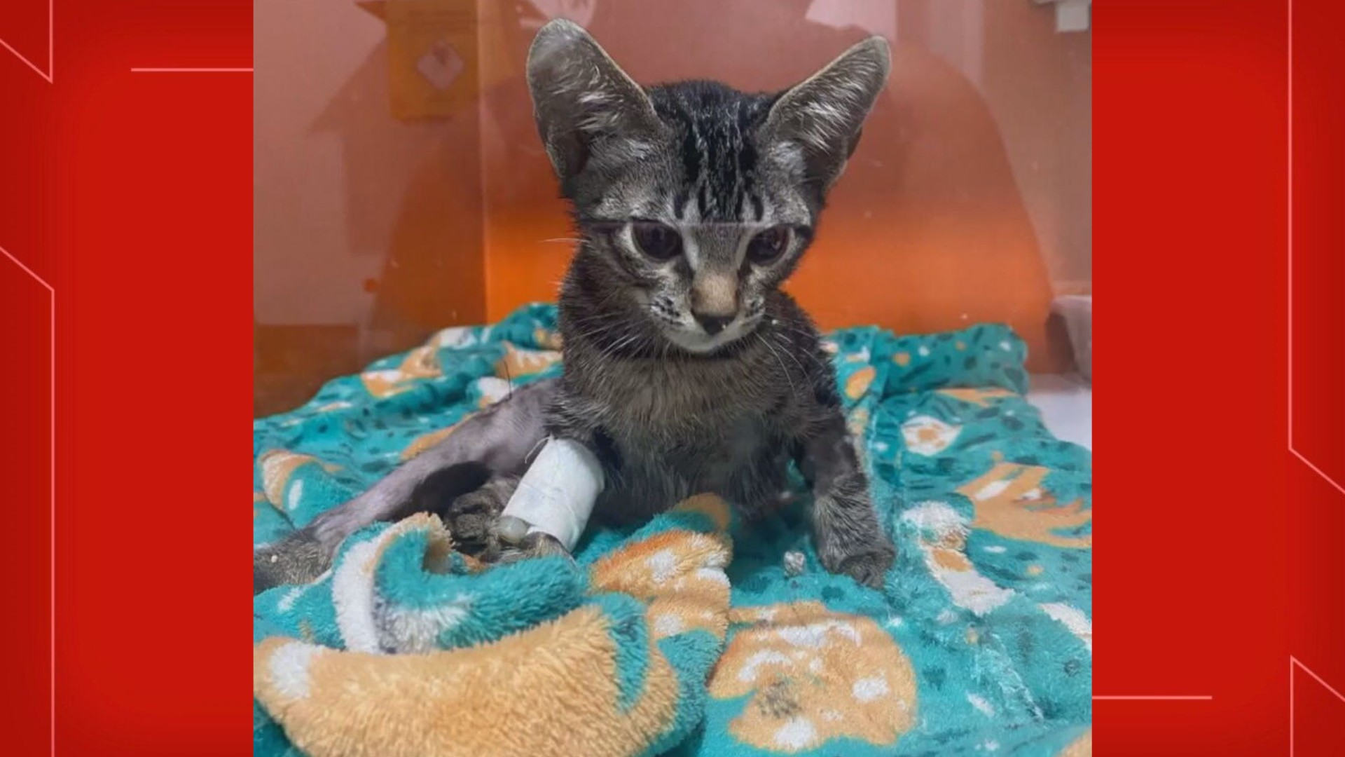 Psicólogo acusado de torturar gatos no DF é solto após sete meses; caso ainda será julgado Psicólogo acusado de torturar gatos no DF é solto após sete meses; caso ainda será julgado