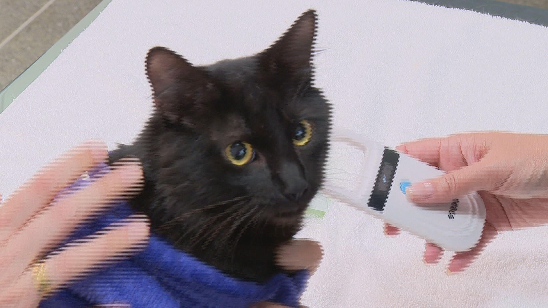 Governo vai microchipar 10 mil cães e gatos de graça no DF em novembro; inscrições estão abertas